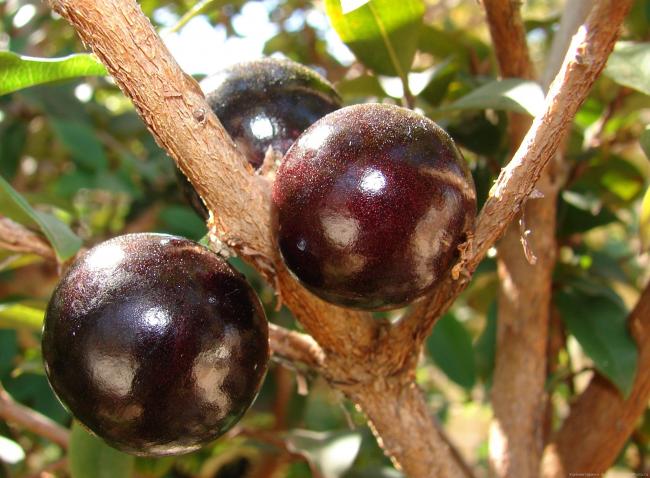 плоды джаботикабы на дереве