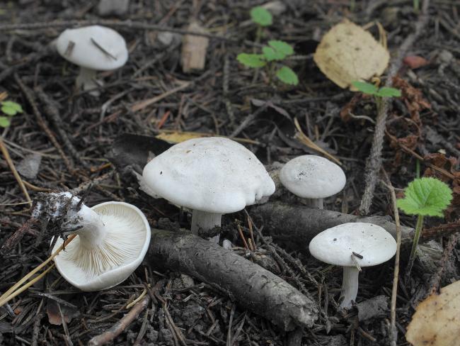 белые грибы ивишень