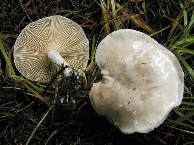 крупные грибы ивишень