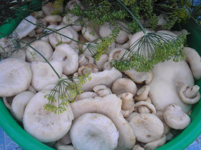 свежие грибы в ведре