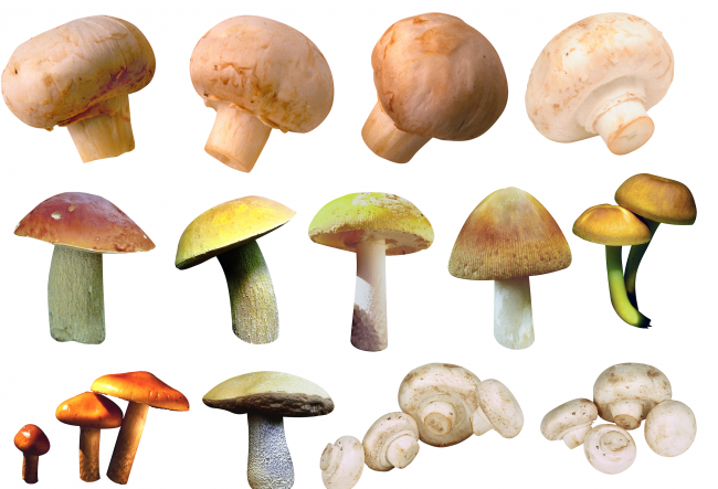 виды грибов