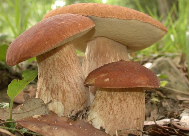 крупные грибы