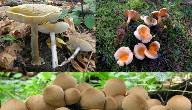 грибы разной формы