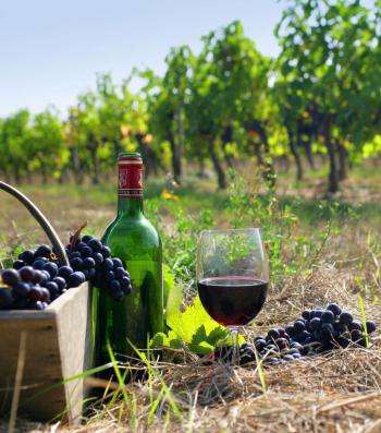 виноград Каберне Совиньон и вино