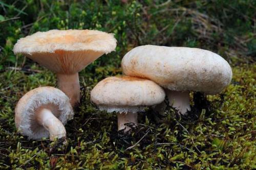 полезные свойства грибов волнушек