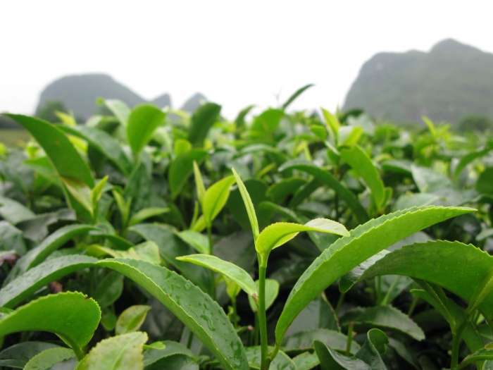 правильно заваривать китайский зеленый чай