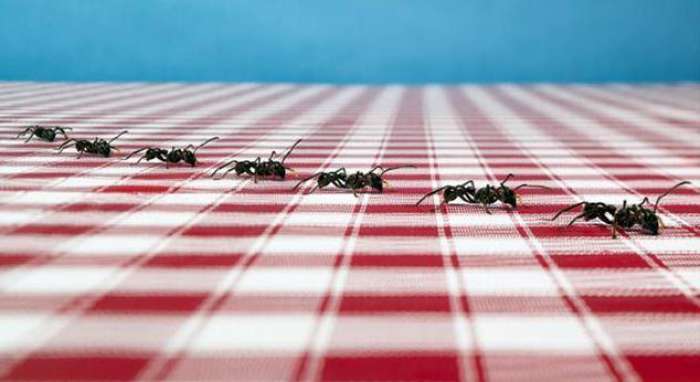 Откуда берутся муравьи?