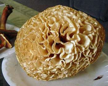 использование грибной капусты в кулинарии