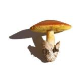 цезарский гриб фото