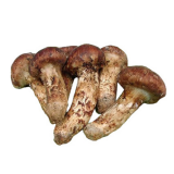 гриб мацутакэ