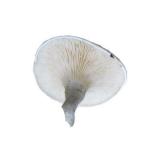 гриб подвишенник на белом фоне