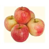 плоды яблони сорта Гала