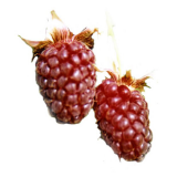 фото логановой ягоды