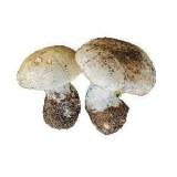 майский гриб фото