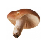 съедобный гриб сыроежка