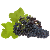 гроздь винограда Каберне Совиньон