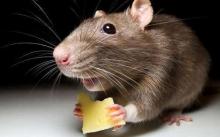 эффективный способ борьбы с крысами