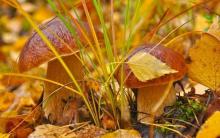 где искать грибы в лесу