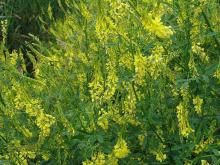 лекарственная трава донник в период цветения в естественных условиях роста