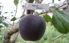 черный абрикос на ветке дерева