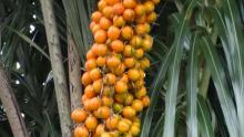 авара растущая на пальме огромной гроздью