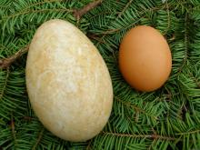 гусиное и куриное яйцо