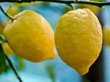 лимоны из сорренто