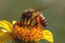пчела опыляет цветок