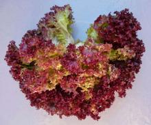 коралловый салат