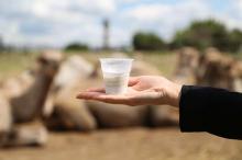 стаканчик верблюжьего молока