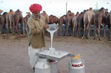 собранное верблюжье молоко