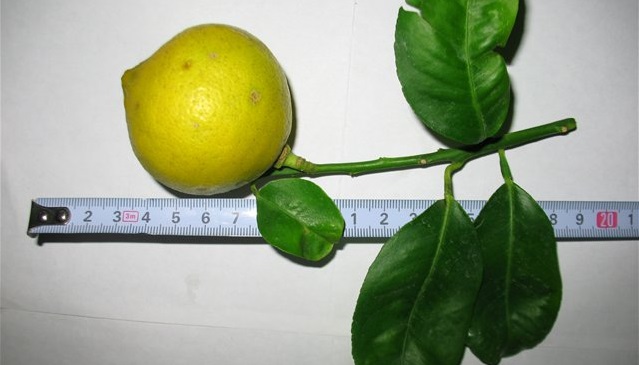 плод и измерительная лента