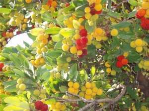 фото земляничного дерева с плодами